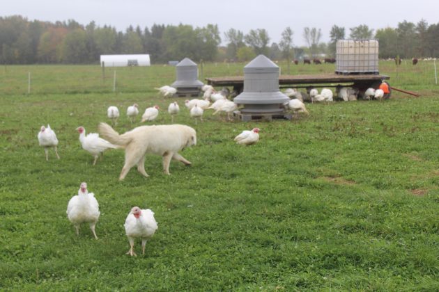 dog with turkeys