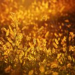Recognize the signs of ailments caused by grass awns foxtail at sunset