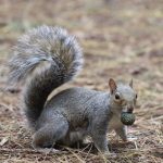 November is a critical time in the circle of life grey squirrel