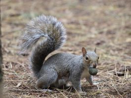 grey squirrel