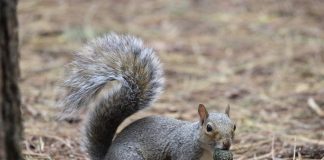 November is a critical time in the circle of life grey squirrel