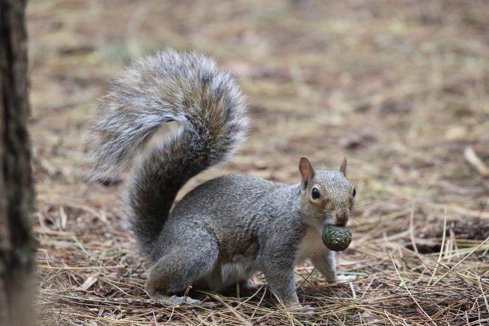 grey squirrel grey squirrel
