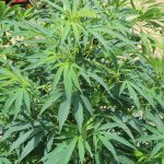 Ohio to open hemp applications March 3 a hemp plant