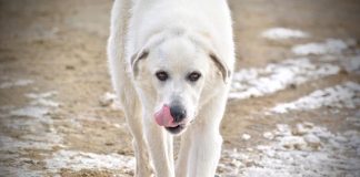 Life on a farm freight-train ride livestock guardian dog