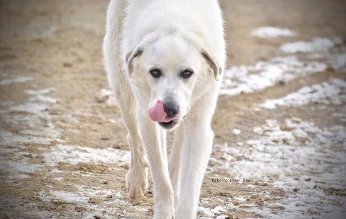 houdini livestock guardian dog