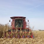 Bullish grain stocks report bounces market A combine harvesting corn.