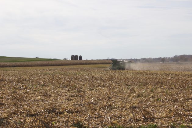 A combine harvesting corn.