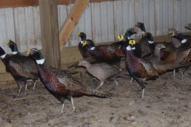 pheasants in a pen indoors