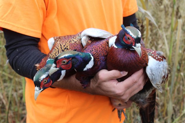 man holding pheasants