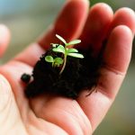 Ohio EPA and The Ohio Academy of Science accepting scholarship applications soil and seedling in hand