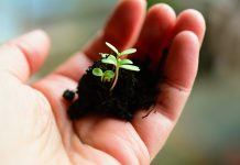 Geauga SWCD hands out awards at annual dinner and election soil and seedling in hand