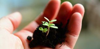 soil and seedling in hand