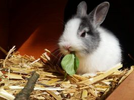 How to get started on your first 4-H rabbit project rabbit