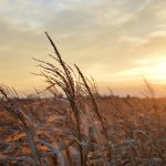 Mourning as a community means you are not alone sunset on a corn field