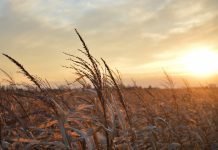 Mourning as a community means you are not alone sunset on a corn field
