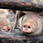African swine fever reported in Haiti pigs