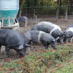 Pork industry reviews African Swine Fever precautions pigs on pasture
