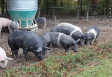 Pork industry reviews African Swine Fever precautions pigs on pasture