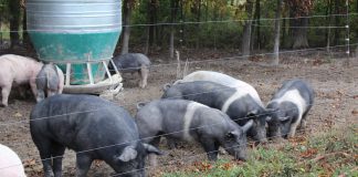 pigs on pasture