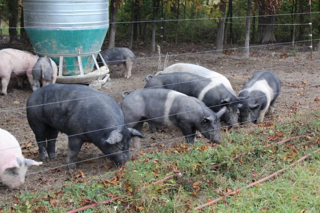 pigs on pasture