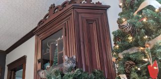 Perfection is overrated, especially during the holidays Kym Seabolt's cat Kia on her new cabinet