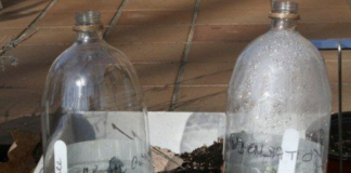 How to sow seeds outdoors during winter Chamomile seedlings