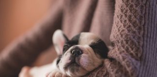 Think twice before giving pets as gifts puppy