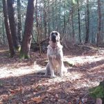 Don’t pigeonhole a livestock guardian dog’s intelligence bridger lgd