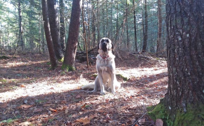 bridger_edited bridger lgd