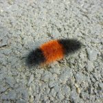 Insects, livestock and wildlife don’t really predict weather wooly bear