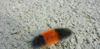 wooly bear