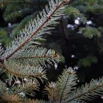 New year, new life for your tree after the holidays christmas tree