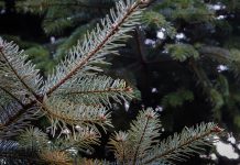 New year, new life for your tree after the holidays christmas tree