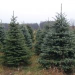 The real tale of a real Christmas tree Christmas trees on a farm.