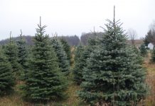 The real tale of a real Christmas tree Christmas trees on a farm.