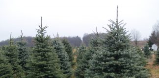 U.S Capitol Christmas Tree Tour to visit Ohio on Nov. 17 Christmas trees on a farm.