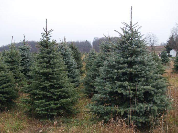 Christmas trees on a farm.