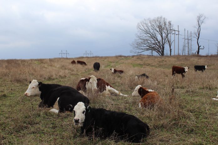 beef cows on a hilltop