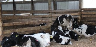 Contingency resources for Pa. dairy farmers available dairy beef feeders