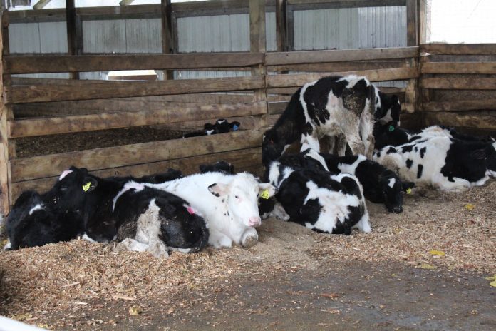dairy beef feeders