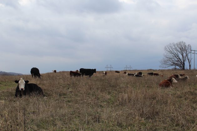 cows on a hilltop in Clarion