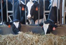 Plan for a successful year on the dairy farm cows eating