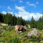 OSU team makes dream trip to Switzerland Brown Swiss cows in Switzerland