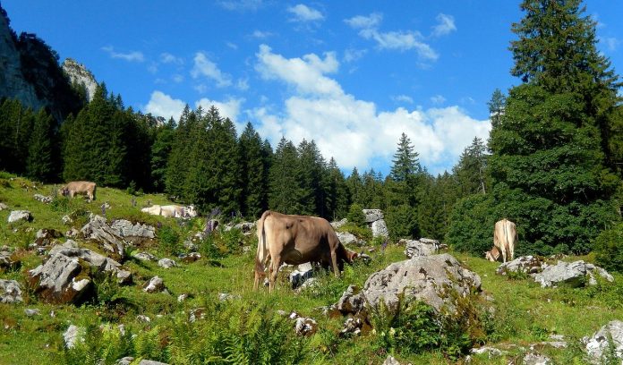 Brown Swiss cows in Switzerland