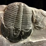 How to hunt for fossils in Ohio Trilobite fossil