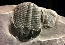 ODNR celebrates Earth Science Week with activities Trilobite fossil
