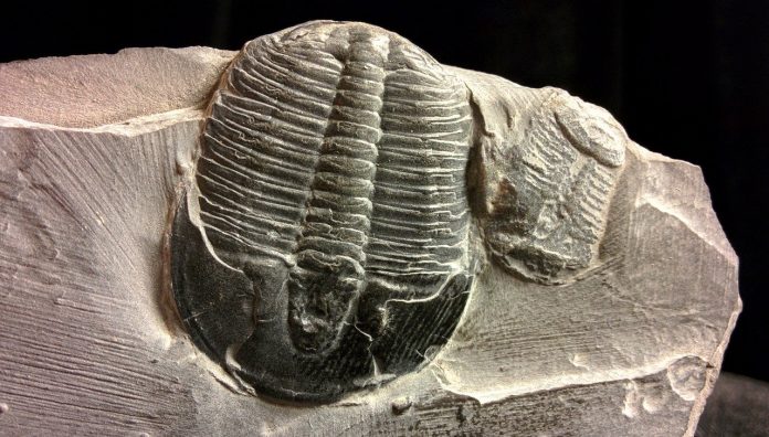 Trilobite fossil Trilobite fossil