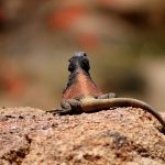 Animal tails are fascinating and vital lizard