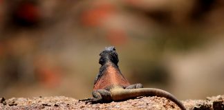 Animal tails are fascinating and vital lizard