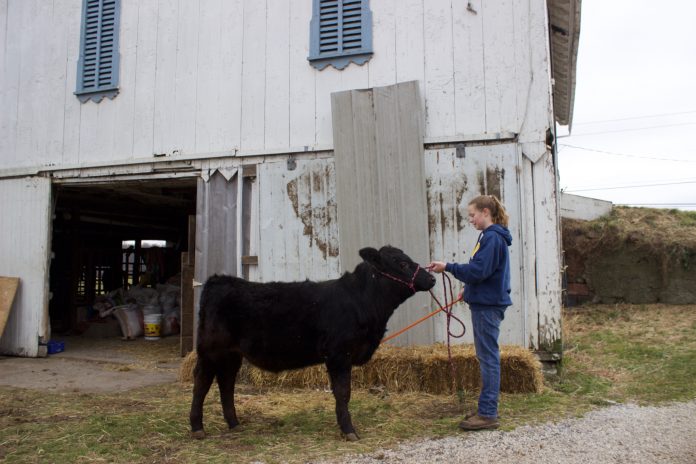 Brenner A girl holds a halter and stands in front of a black market steer.